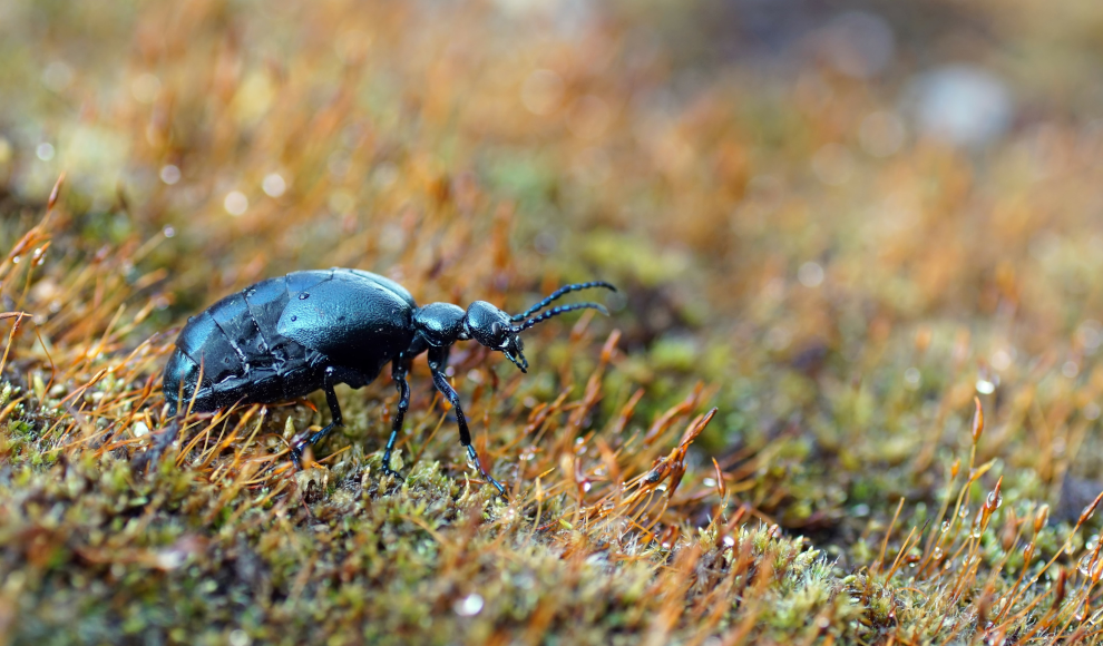 Schwarzblaue Ölkäfer