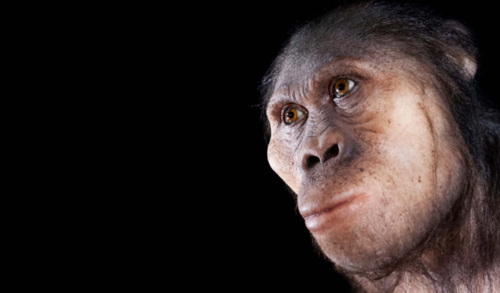 Vormensch der Gattung Australopithecus 