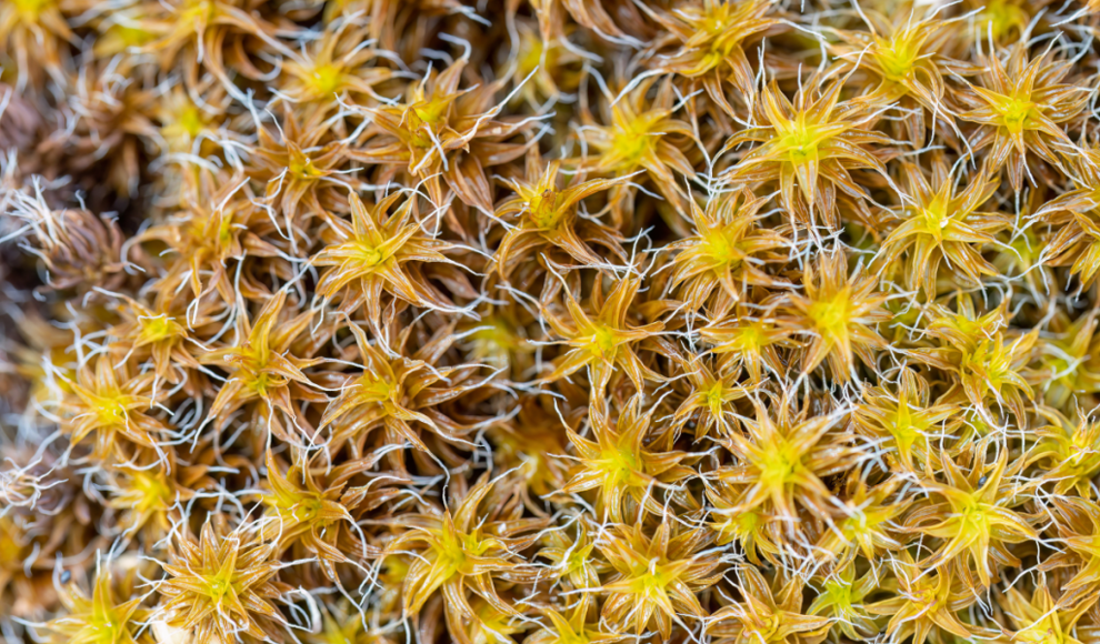 Syntrichia caninervis 