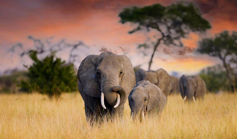 Elefanten nutzen Namen bei der Kommunikation 