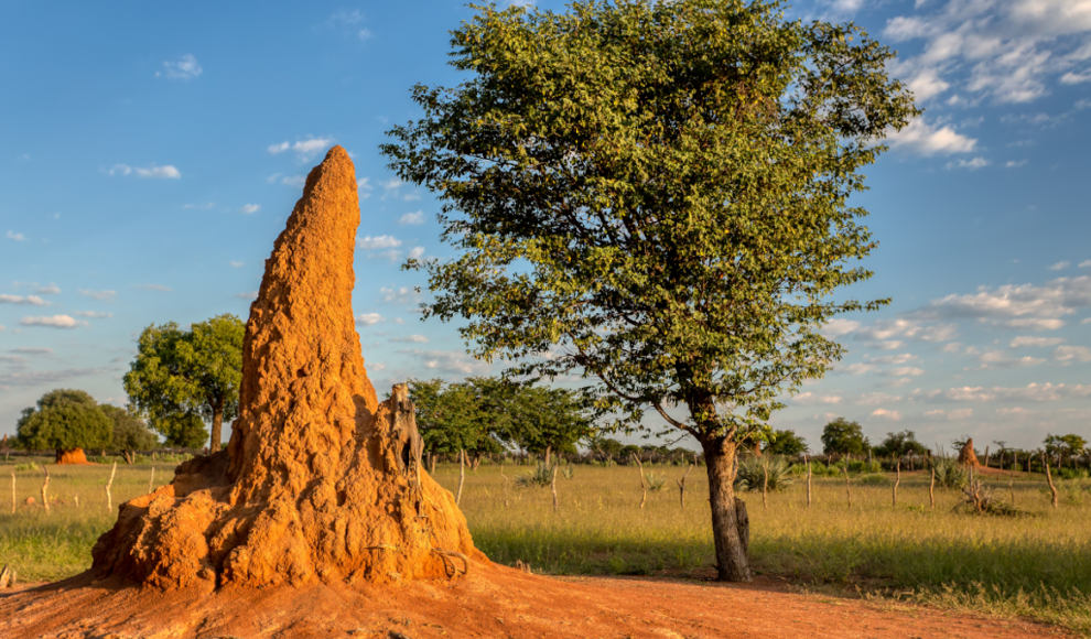 Termitenhügel in Afrika