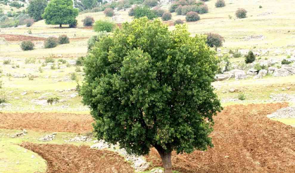 Englische Eiche (Quercus robur) 