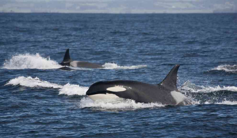 Wissenschaft untersucht Zunahme von Orca-Angriffen auf Segelboote