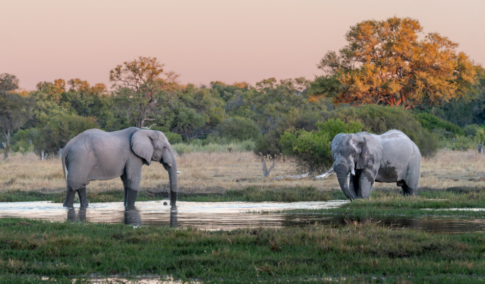 Elefanten an einem Wasserloch in Botswana 