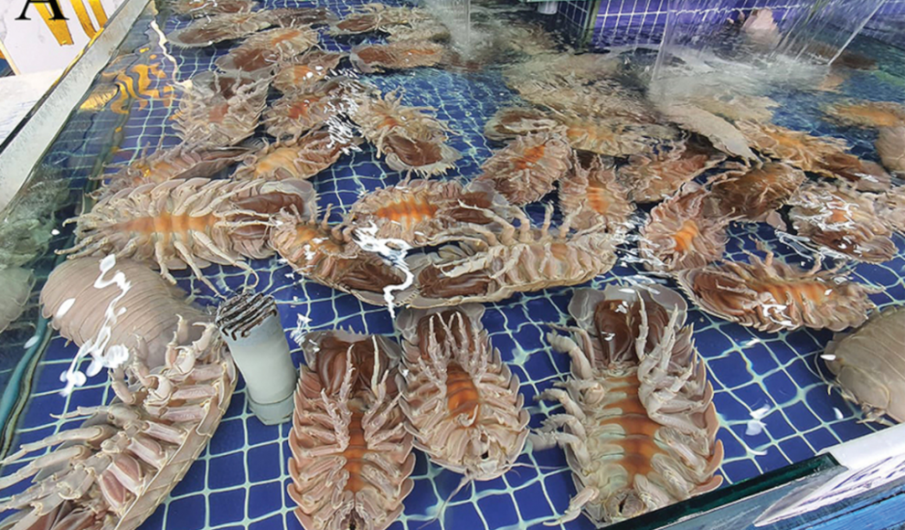 Riesenassel (Bathynomus jamesi) auf einem Markt in Vietnam