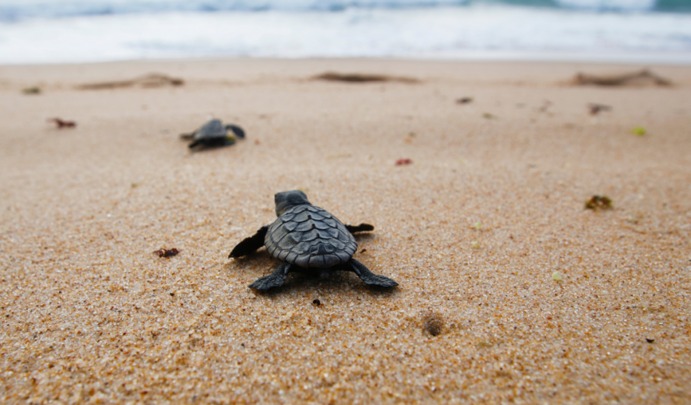 Unechte Karettschildkröte (Caretta caretta)