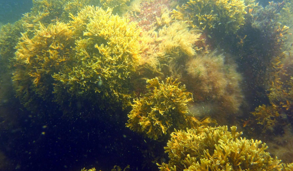 Blasentang in der Ostsee