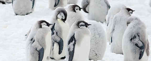 Kaiserpinguine Konnten Bereits In Wenigen Jahrzehnten Aussterben