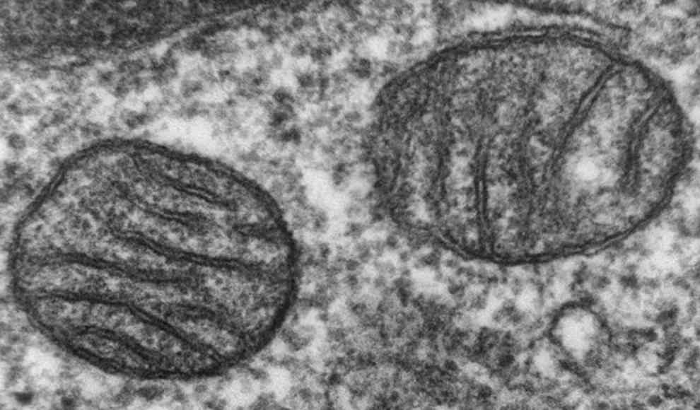 Vaterliche Mitochondrien Dna Wird Doch Weitervererbt