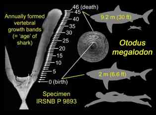 Megalodon: Alle Daten & Fakten über den Urzeithai