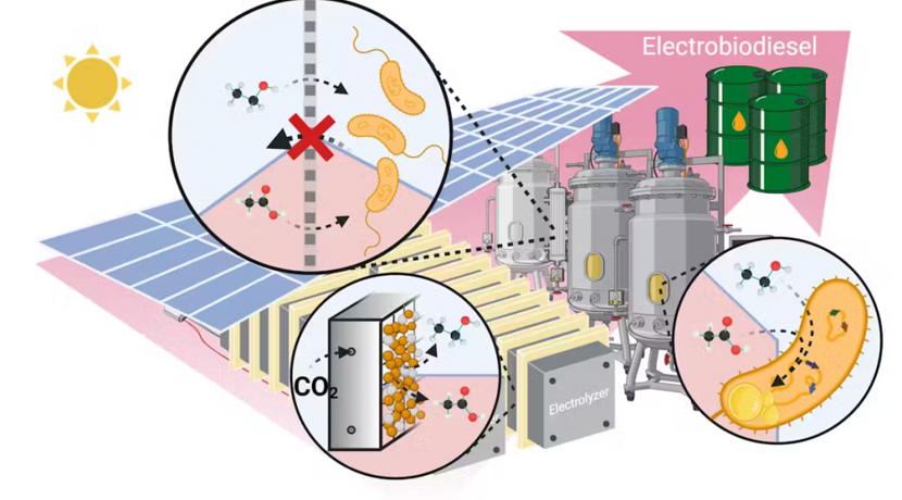 Elektrokatalyse-wandelt-CO-effizient-in-Biodiesel-um