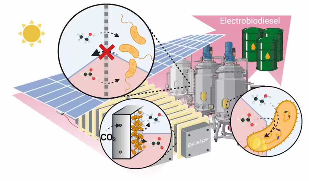 Produktion von Elektro-Biodiesel