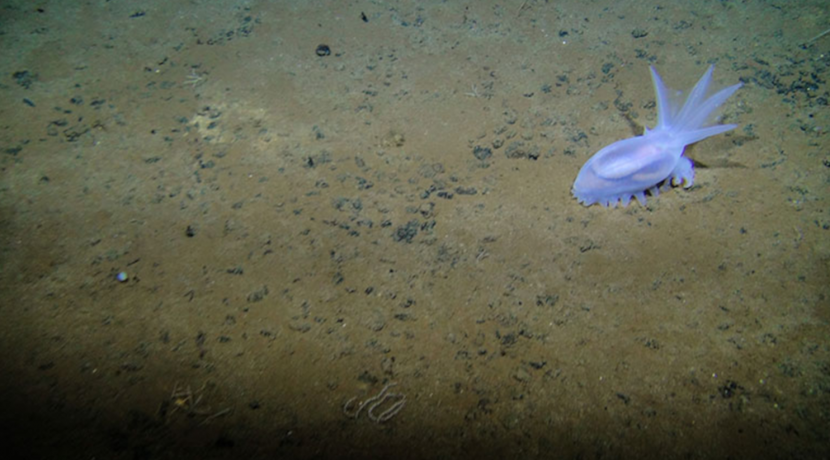 Neue Sauerstoffquelle 4.000 Meter unter der Meeresoberfläche entdeckt