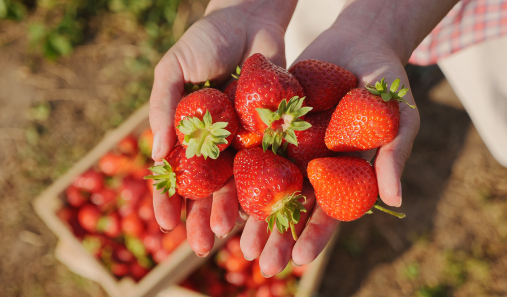 Erdbeeren fördern die kardiometabolische Gesundheit