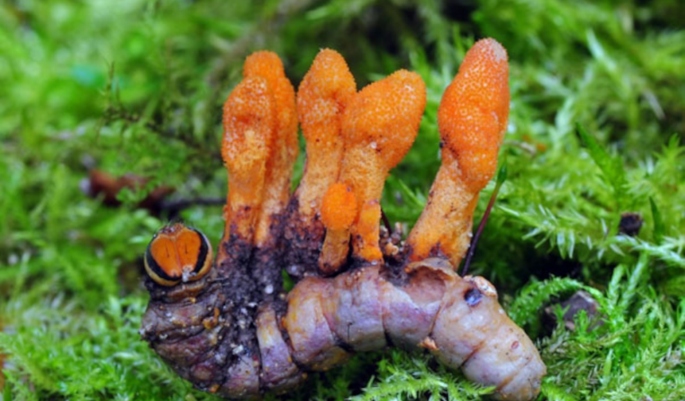 Raupenpilz (Cordyceps militaris) produziert Wirkstoff gegen Krebs