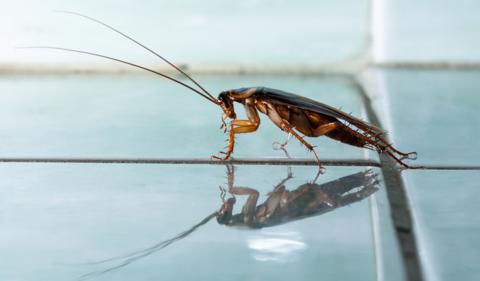 Kakerlake (Diploptera punctata)