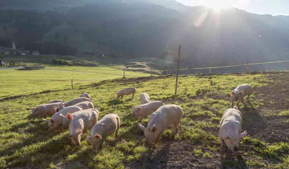 Das Tierwohl leidet zunehmend unter der Massentierhaltung