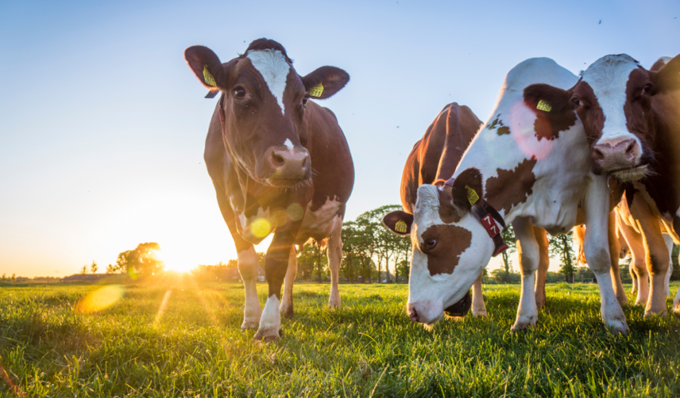 Rinderhaltung beschleunigt den Klimawandel
