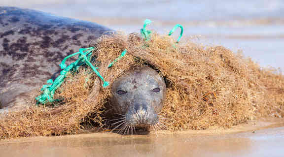 Plastik verschmutzt die Weltmeere